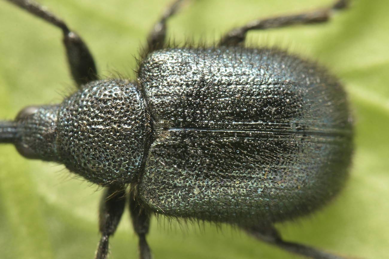 Rhynchitidae: Involvulus sp? Sì, Involvulus pubescens